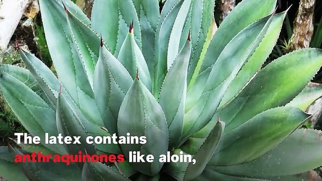 The Health Benefits Of Drinking Aloe Vera