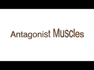 Antagonist Muscles