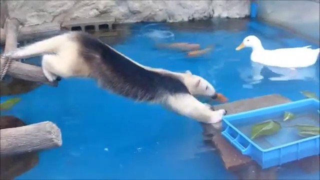 Ce fourmilier est bien décidé à ne pas se mouiller pour manger