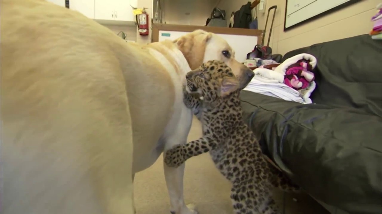 Un labrador et un guépard sont meilleurs amis... adorable