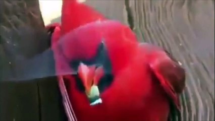 Une perruche qui fume un joint