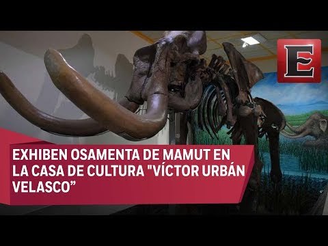 Exponen restos de mamut en Tultepec