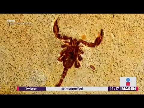 Google lanza versión digital del Museo Nacional de Brasil, el que se incendió | Yuriria Sierra