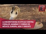 Ciencia UNAM: Crean antiveneno contra mordeduras de serpiente