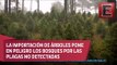 Contaminación navideña: árboles nacionales o extranjeros