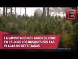 Contaminación navideña: árboles nacionales o extranjeros