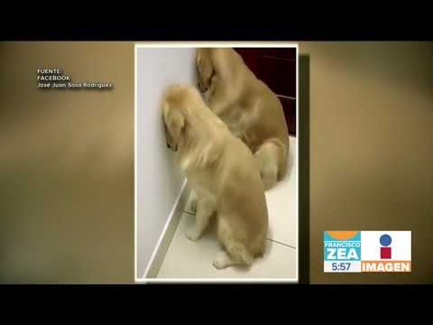 ¡Agarran a peligrosos ladrones que mordían chanclas! | Noticias con Zea