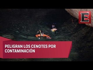 Advierten contaminación de cenotes en Yucatán por granja porcina