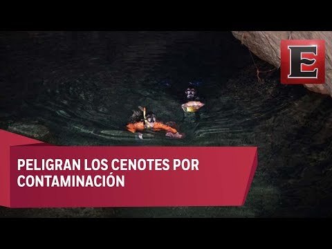 Advierten contaminación de cenotes en Yucatán por granja porcina