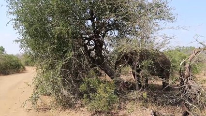 African Elephant Topples Tree