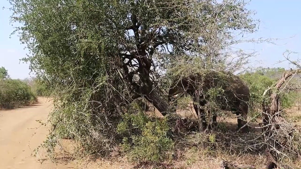 African Elephant Topples Tree