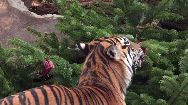 Festin de sapins de Noël pour les animaux d'un zoo de Berlin