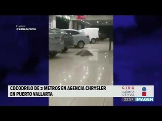 Cocodrilo se mete a agencia de autos en Puerto Vallarta | Noticias con Ciro