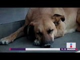 Los perros y otros animales maltratados en México | Noticias con Yuriria Sierra