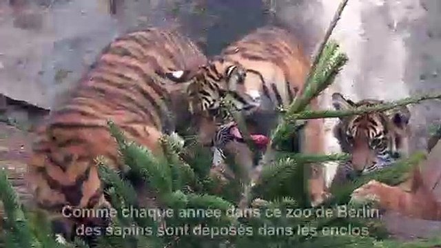 Festin de sapins de Noël pour les animaux d'un zoo de Berlin