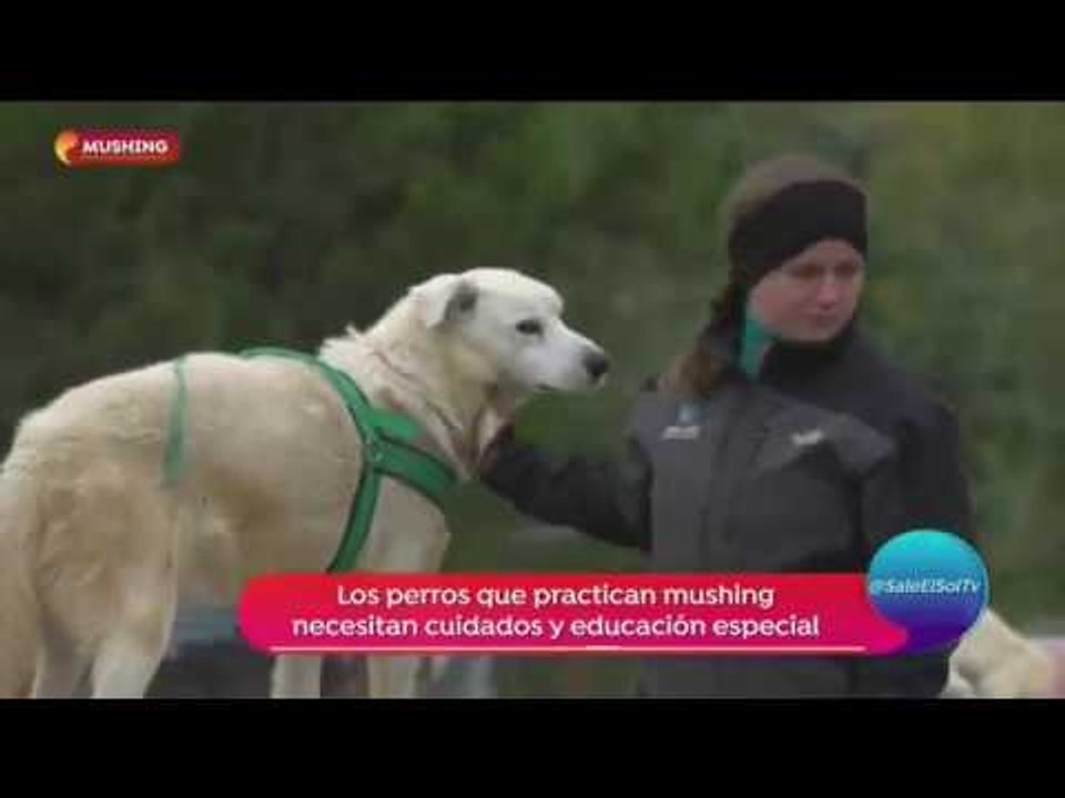 ¡Conoce el increíble mushing! ¡Trineo con perros! | Sale el Sol