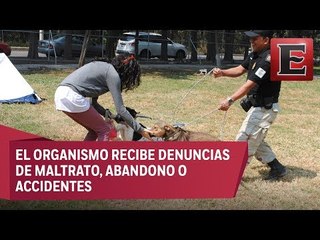 Brigada de Vigilancia Animal al rescate de especies