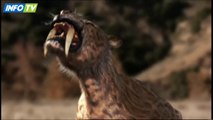 Depredadores Prehistóricos - 01 - Tigre Dientes De Sable / INFOTV