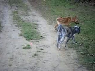 akita shiva Zen attitude