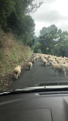 Traffic Jam New Zealand Style