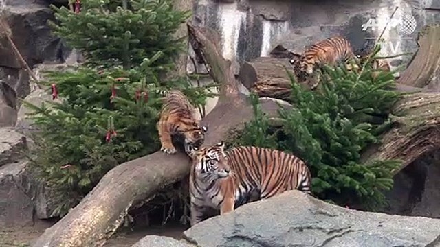 Weihnachtsbaum-Schmaus im Tierpark Berlin