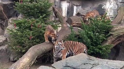 Weihnachtsbaum-Schmaus im Tierpark Berlin