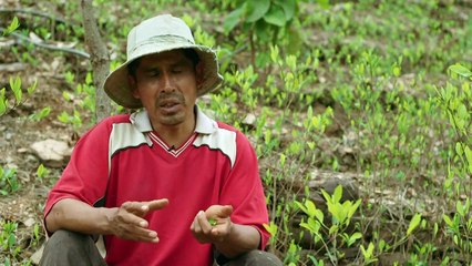 خطر على النحل جرّاء استخدام المبيدات في زراعة الكوكا في بوليفيا