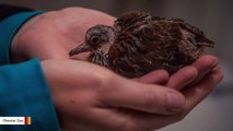 Zoo Celebrates Birth Of Two 'Extinct' Birds