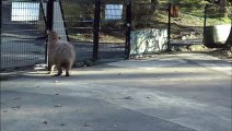 Choco Capybara Opens Gate and Goes to Greet Approaching Visitors to Their Absolute Amazement And Delight チョコカピバラが門戸を開くびっくりした訪問者を歓迎