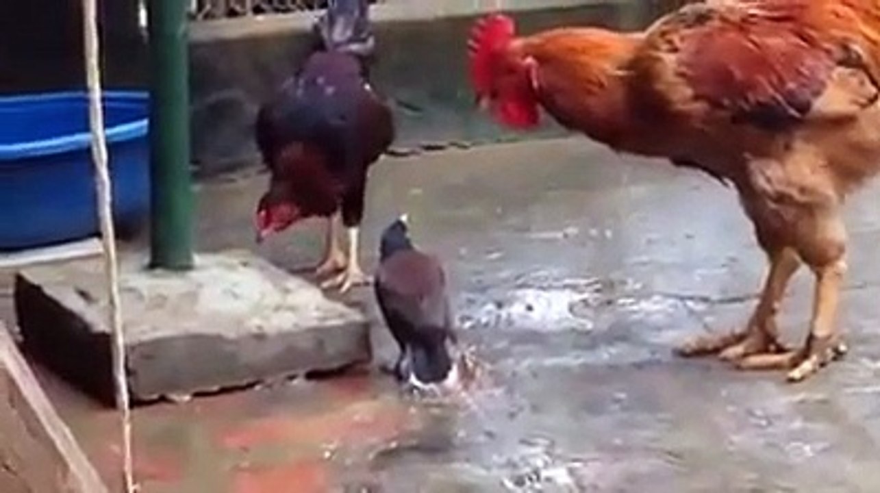 ANGRY BIRDS