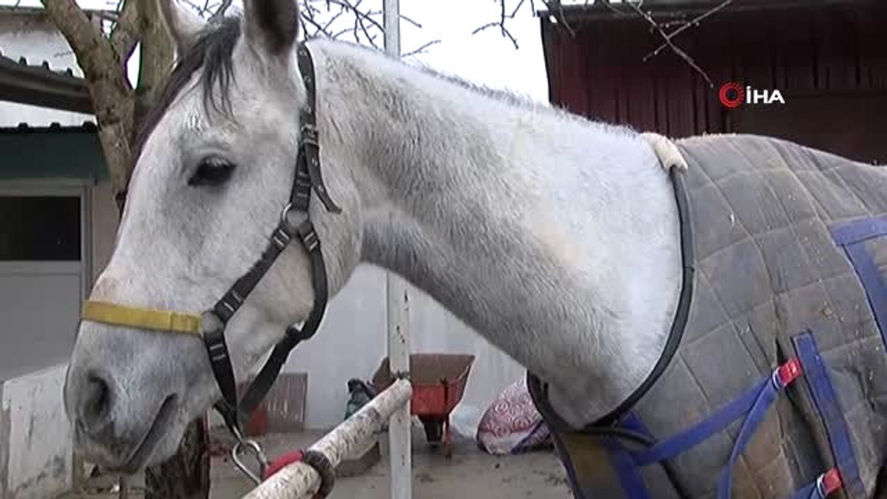 Tekmeler Yedi, Alt Dişleri Döküldü, Ama Atlara Olan Sevgisi Hiç Bitmedi