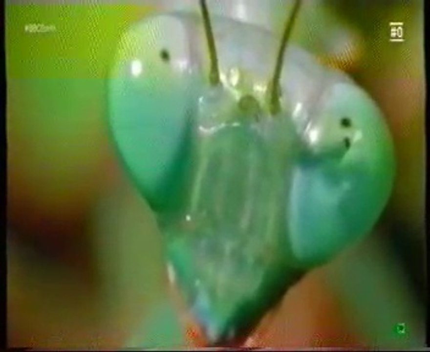 Canibalismo de la mantis religiosa: Seduccion fatal