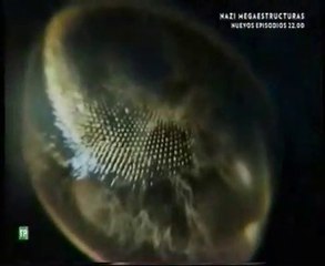 Diatomeas: El origen del oxigeno en la Tierra (El ciclo de la vida)