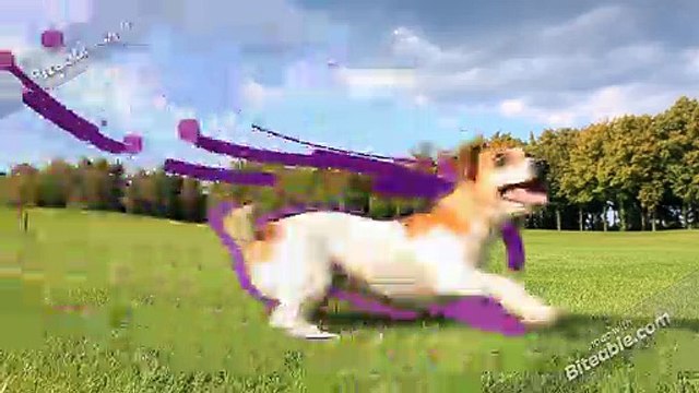 Dog Training In Newcastle By Go For Dog Training