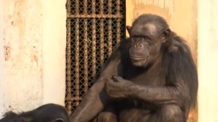 செம குளிரு , சொகுசாக தூங்கும் உராங்குட்டான்கள்!