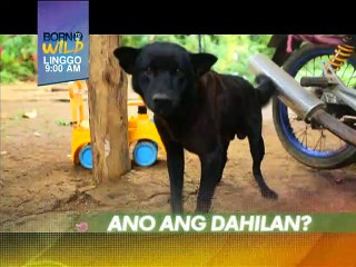 Born to be Wild: Mga aso sa Biliran, bakit nga ba namatay?
