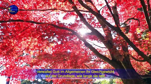 Das Wort Gottes | Gott Selbst, der Einzigartige IX Gott ist die Quelle des Lebens für alle Dinge (III) Teil Drei