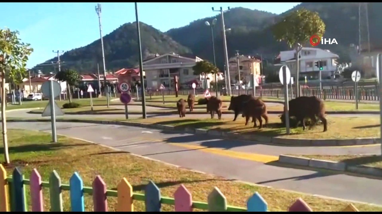 Domuzlar ilçe merkezine indi...Vatandaş: 'Domuzlar çocuk parkına kadar iniyor. Onlar da evcil bir hayvana dönüşmüş gibi'