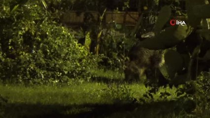 Domuzlar İlçe Merkezine İndi.