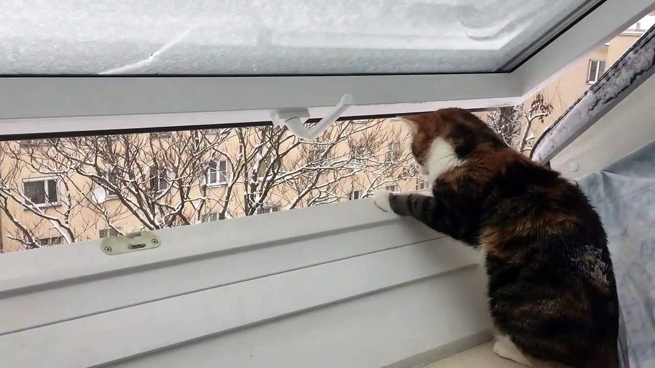 Quand ton chat tente d'attraper la neige qui to...
