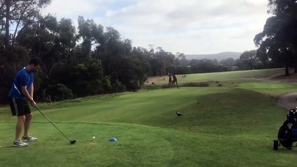 Dos canguros se pelean en un campo de golf
