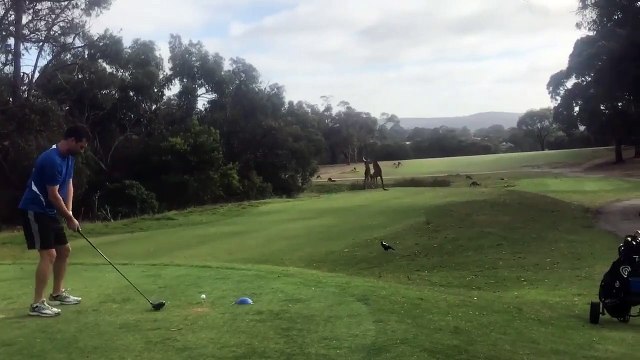 Dos canguros se pelean en un campo de golf
