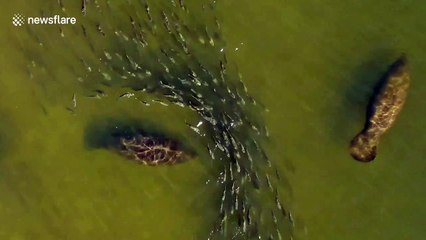 Stunning aerial footage shows large school of fish weaving through a group of manatees