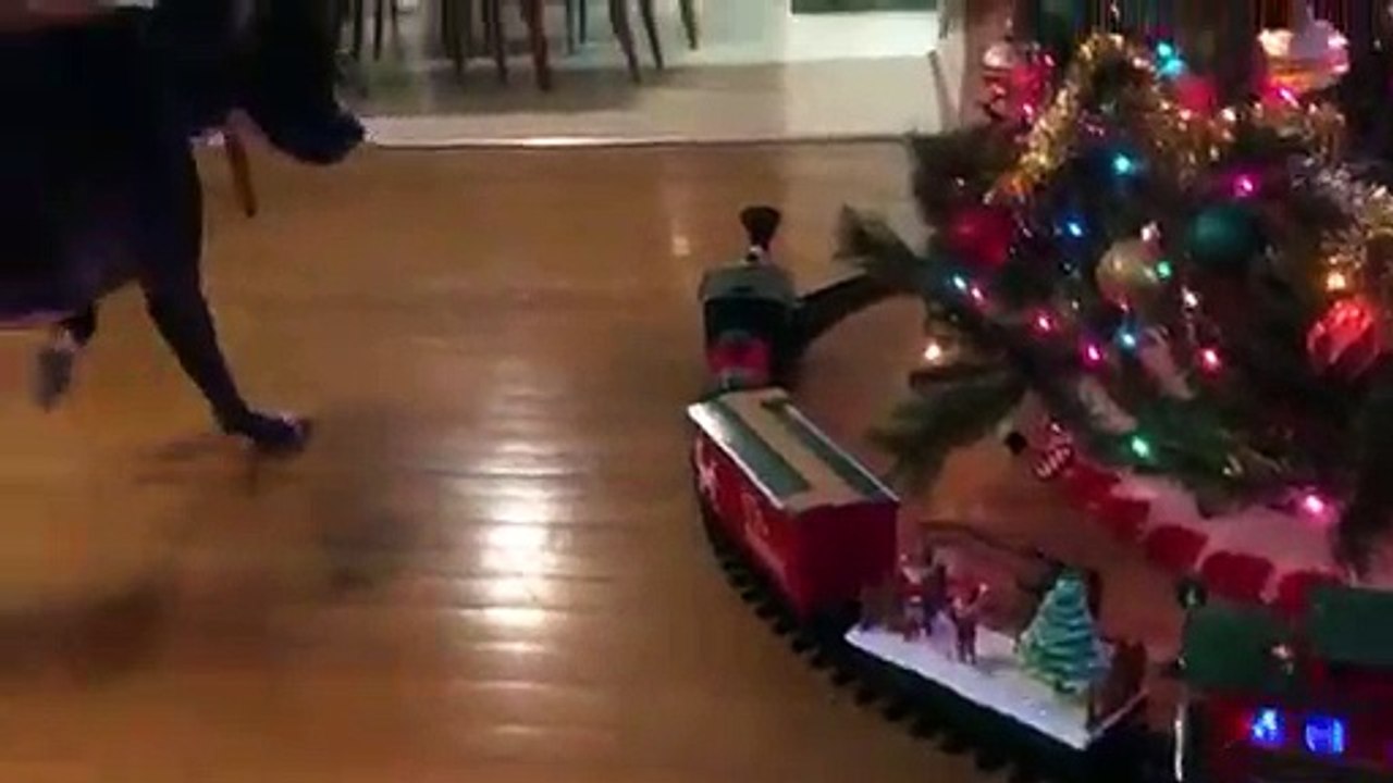 Effrayé.. par un jouet train ! Ce chien est paniqué !