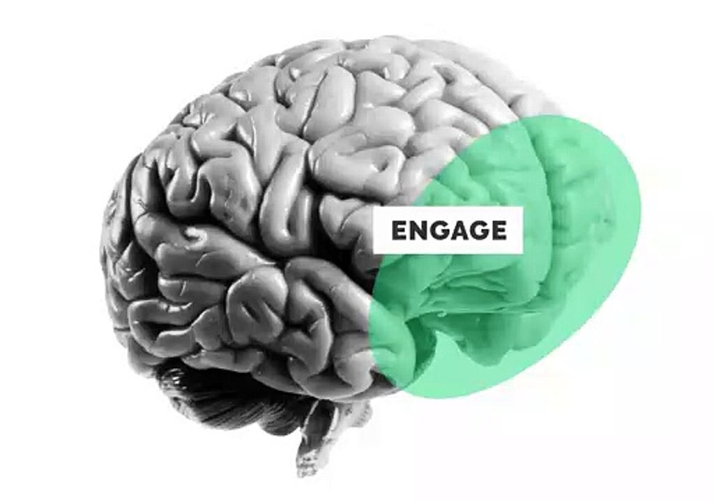 Brain Compartments Clip