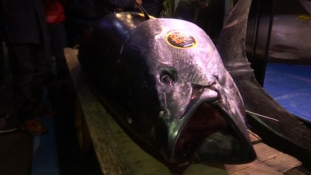 참치 한 마리에 34억 7천만 원...日 새해 경매 신기록 / YTN