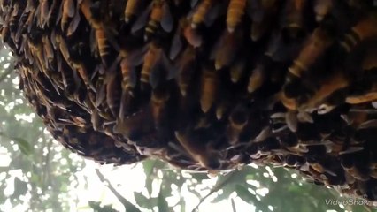 Ondulations défensives des abeilles géantes