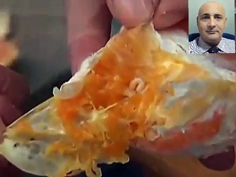 Insects found inside oranges, what fruit sellers are selling on the name of oranges?