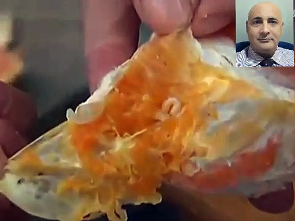 Insects found inside oranges, what fruit sellers are selling on the name of oranges?