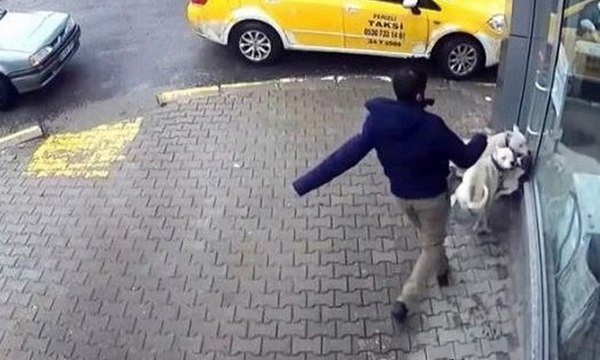 İki pitbulun saldırdığı sokak köpeği dehşeti yaşadı